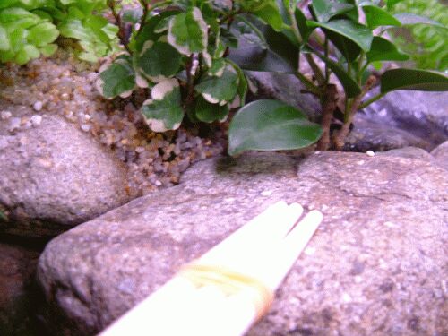 橋を渡るとその先へ細い道が続いています。